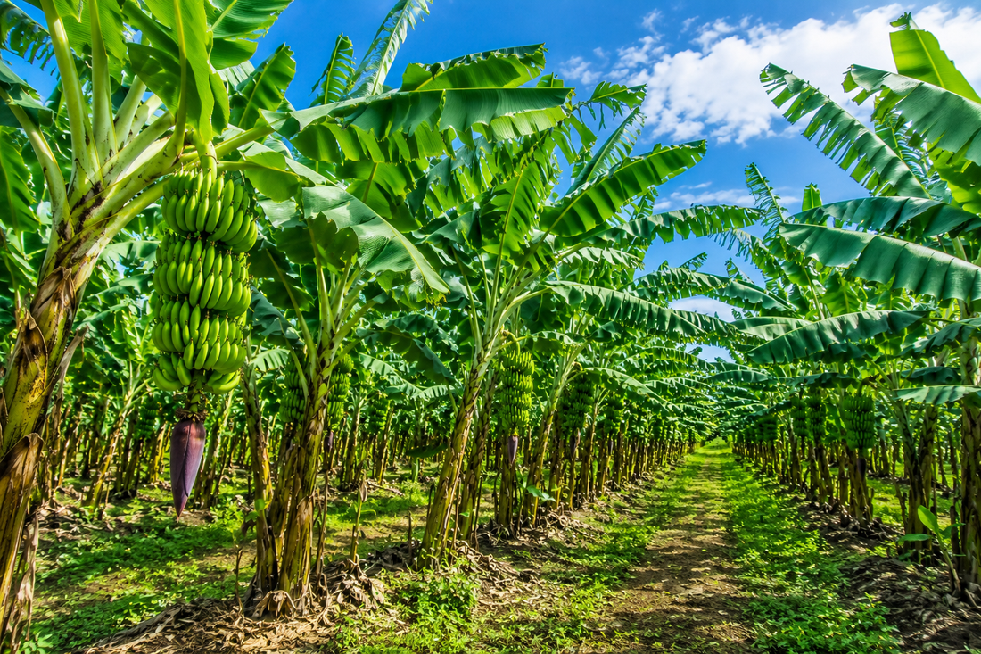 EL USO DEL AGUA OZONIZADA EN LA APLICACION FOLIAR