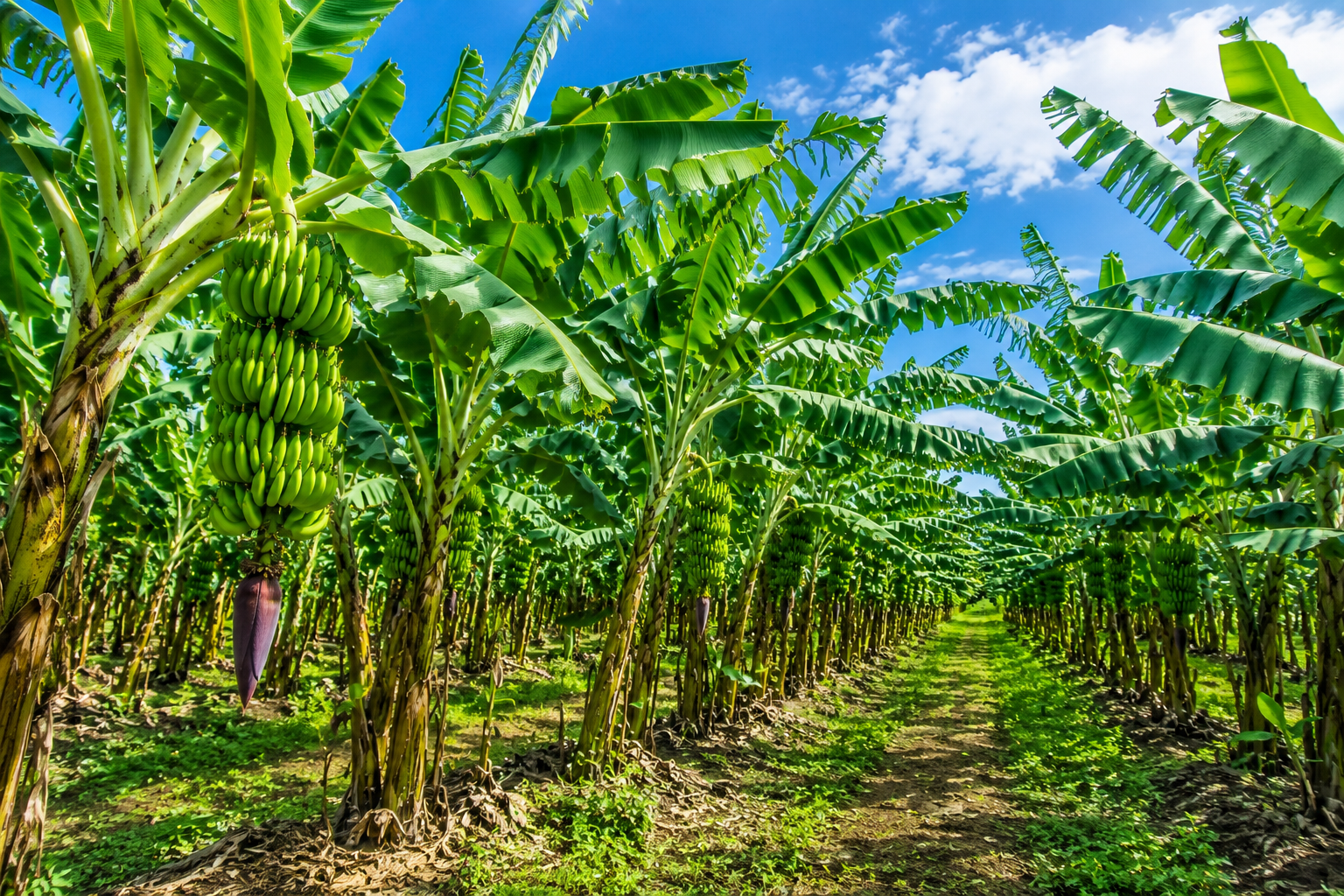 EL USO DEL AGUA OZONIZADA EN LA APLICACION FOLIAR
