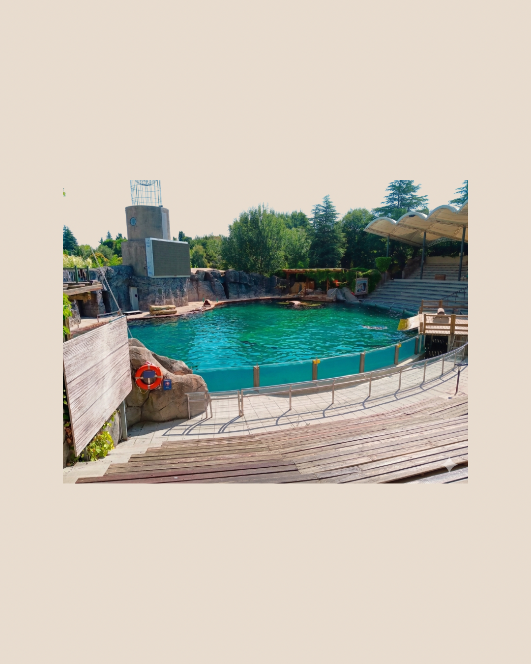 Ozono en Piscina de Animales – Agua Limpia y Segura para tu Mascota