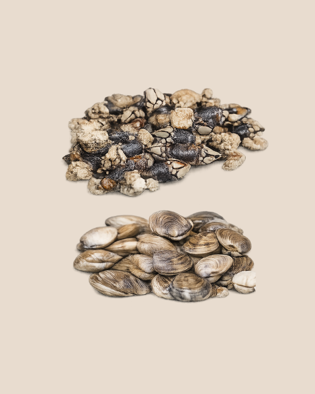 Ozono en Depuradora de Moluscos – Desinfección Natural