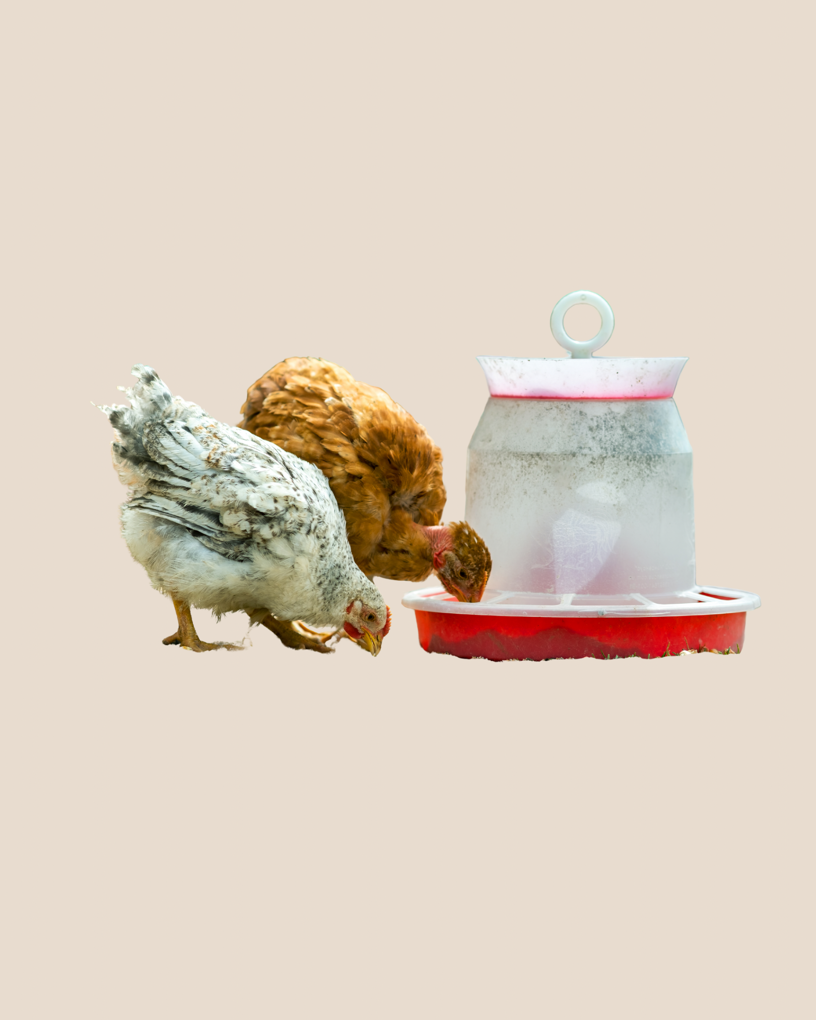 Comedero de granjas para Pollos y Gallinas