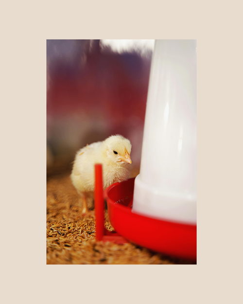 Bebederos de granjas para Pollos y Gallinas