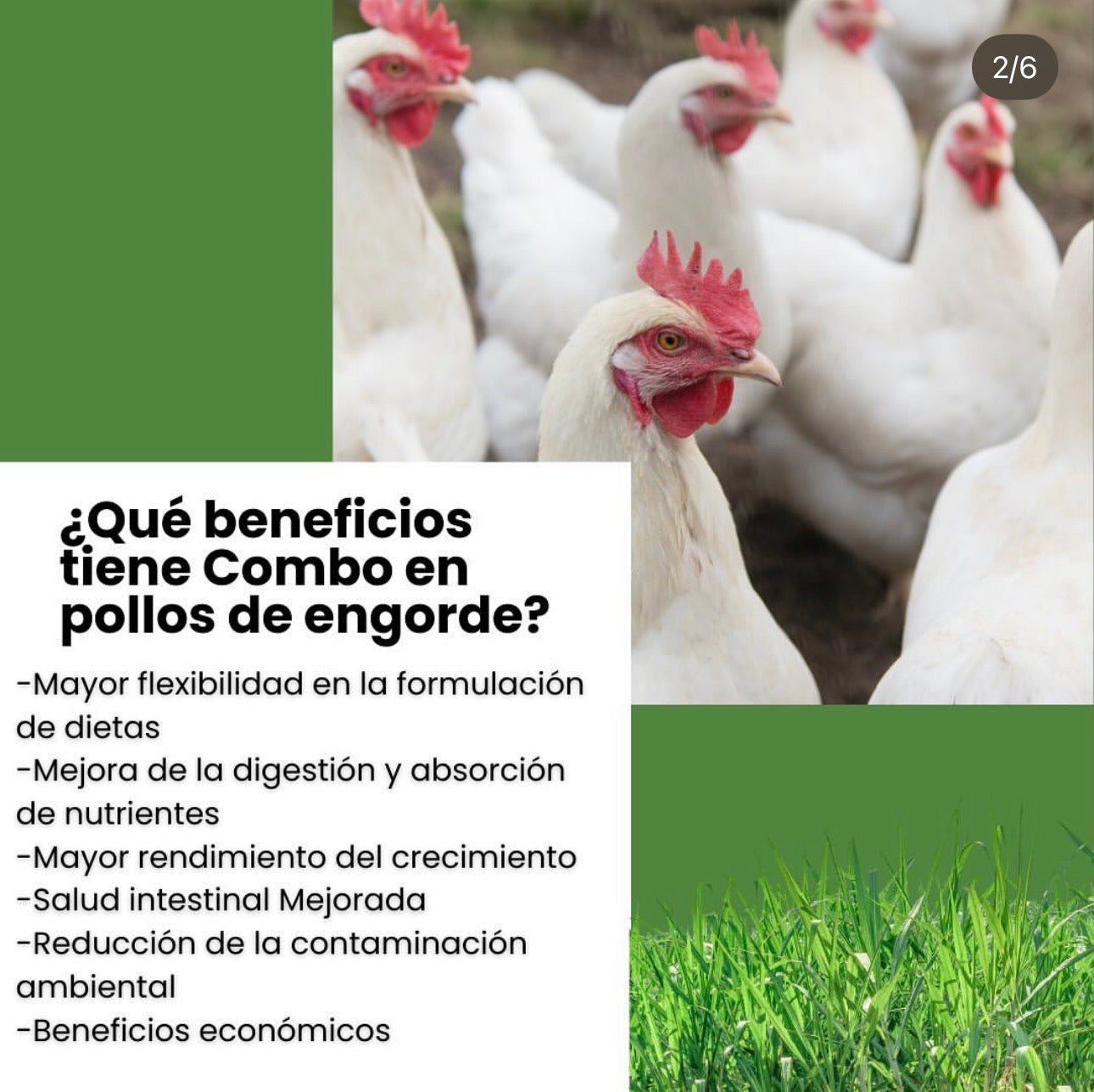 Combo Enzimas de Alimentación Animal – Mejor Digestión y Rendimiento