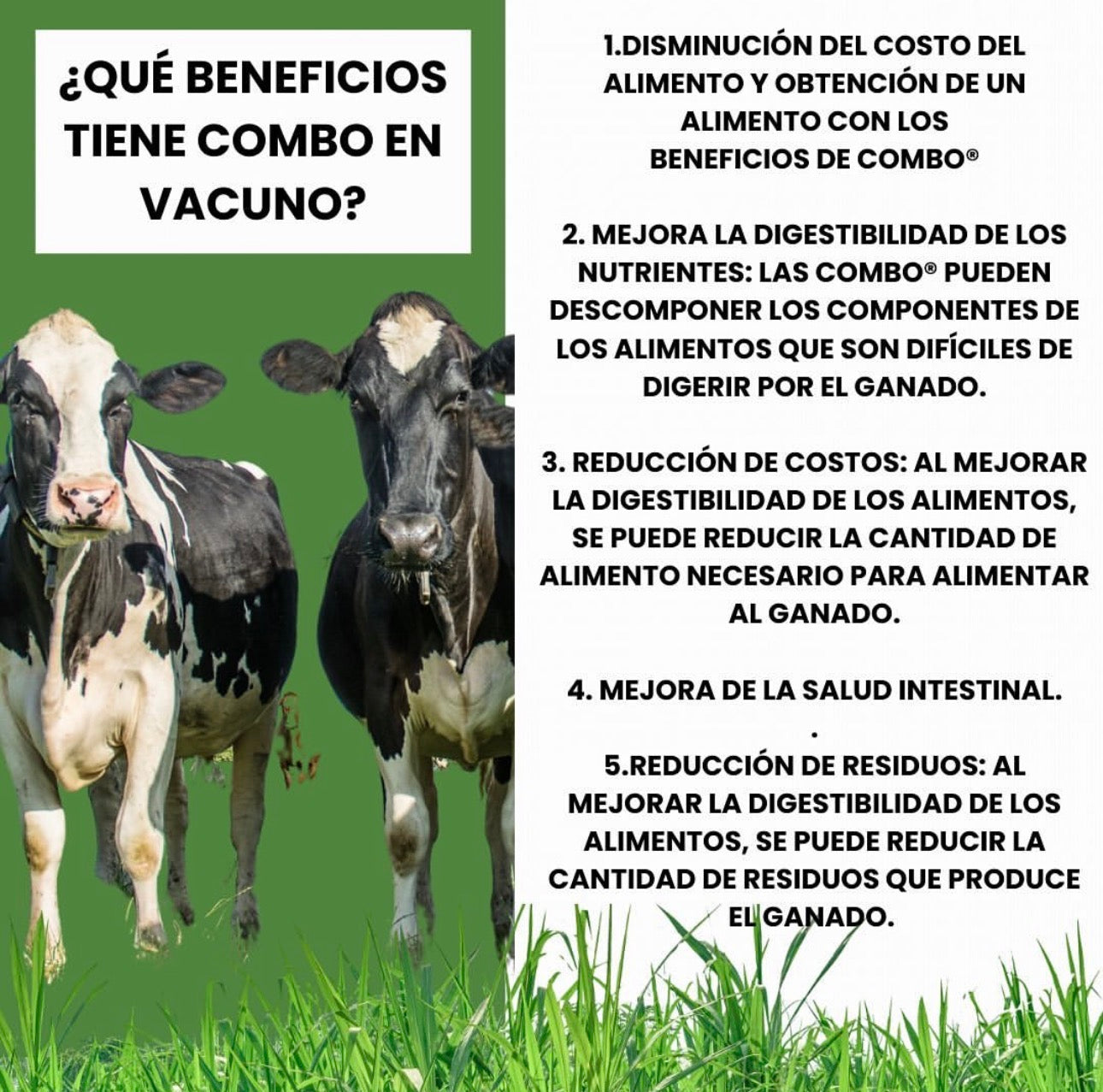 Combo Enzimas de Alimentación Animal – Mejor Digestión y Rendimiento